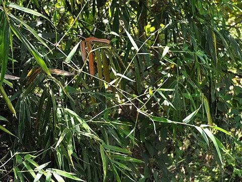 spiny bamboo: bambusa blumeana, a species of clumping bamboo native to Tropical Asia