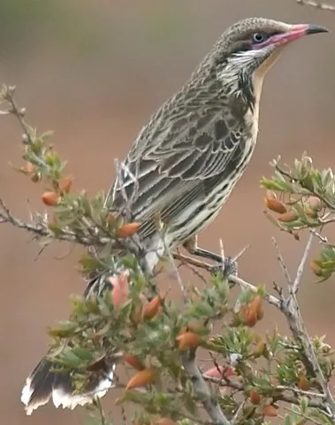 spiny-cheeked honeyeater: a honeyeater, Acanthagenys rufogularis, of mainland Australia