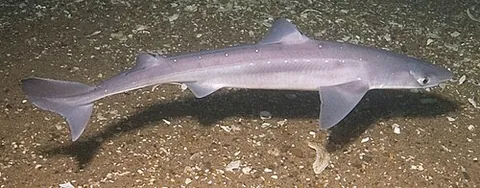 spiny dogfish: squalus acanthias, one of the best known of the dogfish which are members of the family Squalidae...