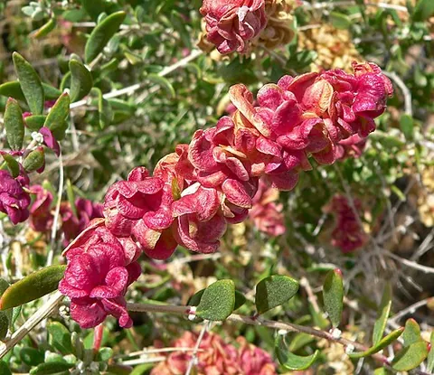 spiny hopsage: any member of the species Grayia spinosa of hopsage