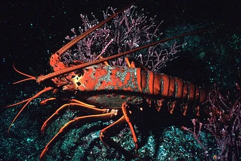 spiny lobster: a crustacean superficially resembling a true lobster, belonging to the family Palinuridae