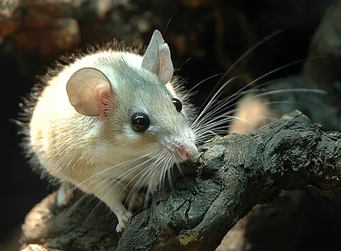 spiny mouse: a mouse of the genus Acomys