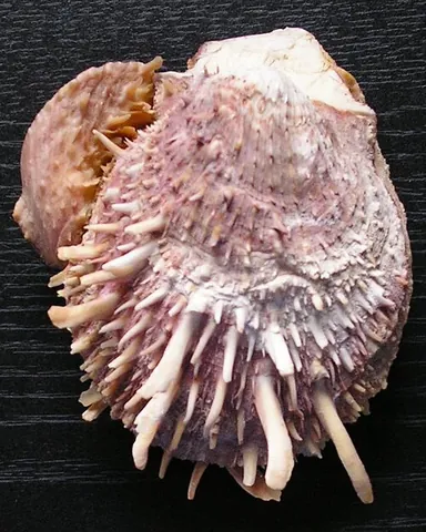 spiny oyster: a bivalve mollusc of the genus Spondylus