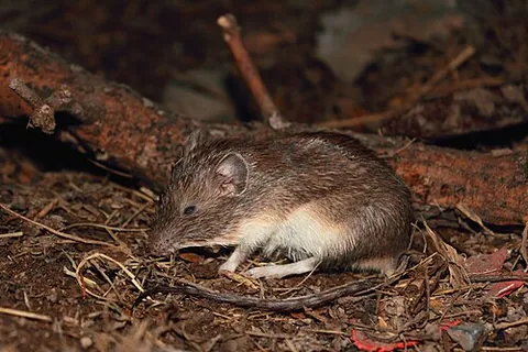 spiny pocket mouse: any of the small rodents in the genera Heteromys and Chaetodipus