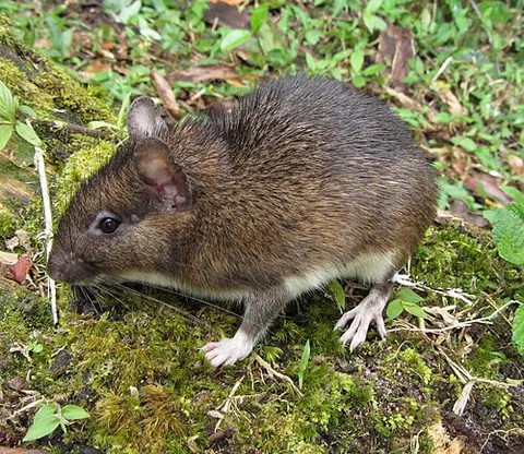 spiny rat: any of certain caviomorph rodents of the family Echimyidae of Neotropical spiny rats, especially of...