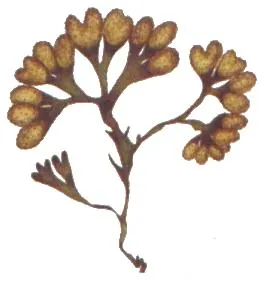 spiral wrack: a species of seaweed, Fucus spiralis, living on the Atlantic coasts of Europe and North America