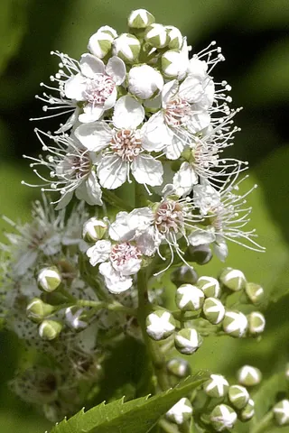 spirea: any of the many flowering shrubs of the genus Spiraea, that have clusters of white or pink flowers