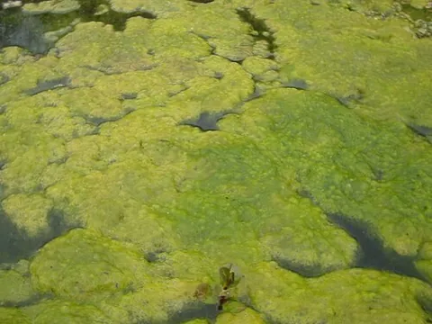 spirogyra: any of a group of freshwater, filamentous green algae, of the genus Spirogyra, having chloroplasts...