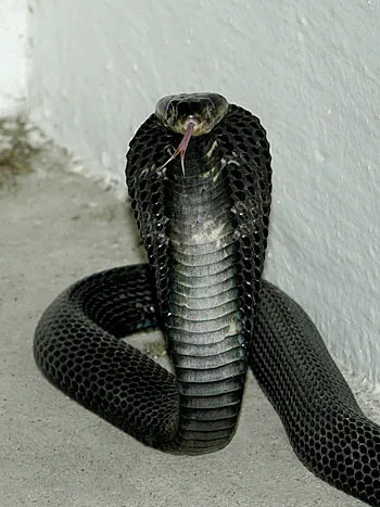 spitting cobra: any of various cobras of the genus Naja that can spit venom