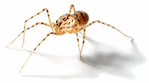 spitting spider: any spider from the family Scytodidae. These spiders catch their prey by spitting an immobilizing...
