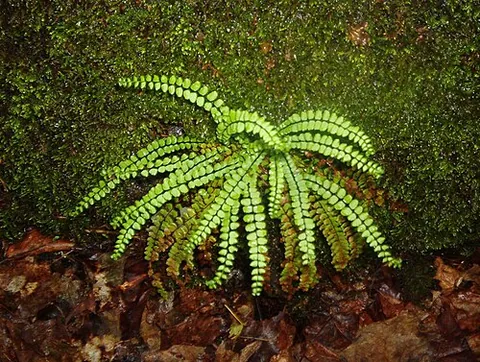 spleenwort: any of a number of types of ferns in the genus Asplenium
