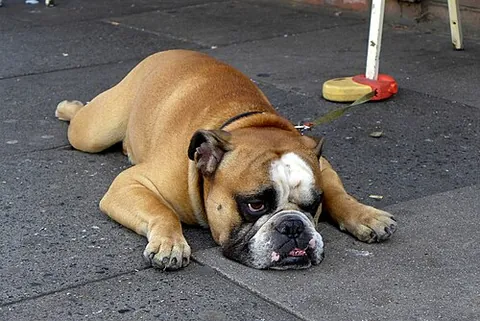 sploot: used to represent a plop or splash