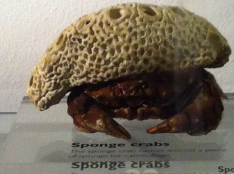 sponge crab: any of the crabs in the family Dromiidae, which carry pieces of live sponge to hide under