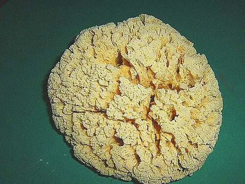 sponge: any of various marine invertebrates of the phylum Porifera, that have a porous skeleton often of...