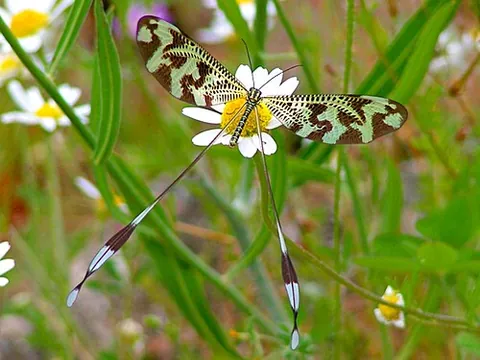 spoon-winged lacewing: any insect of the family Nemopteridae