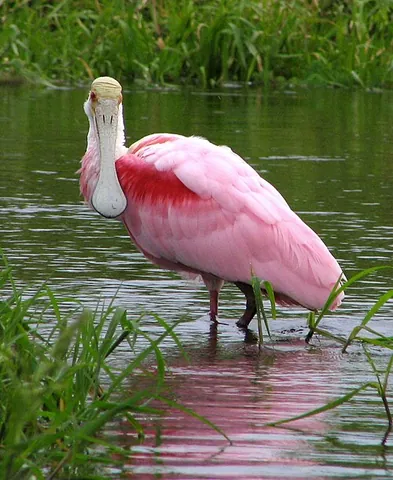 spoonbill: any of various large, long-legged wading birds of the genus Platalea, in the ibis family...