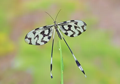spoonwing: any neuropteran insect of the family Nemopteridae