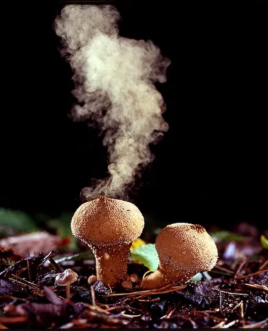 spore: a reproductive particle, usually a single cell, released by a fungus, alga, or plant that may...