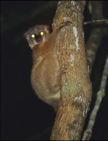 sportive lemur: any of the lemurs in the genus Lepilemur
