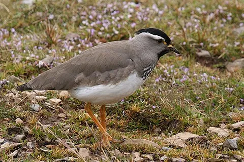 spot-breasted lapwing: vanellus melanocephalus, a species of bird native to Ethiopia