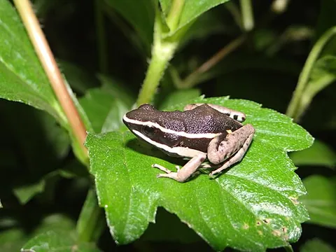 spot-legged poison frog: ameerega picta, a species of poison dart frog