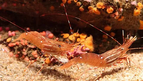 spot prawn: pandalus platyceros, a shrimp found in the northern Pacific Ocean