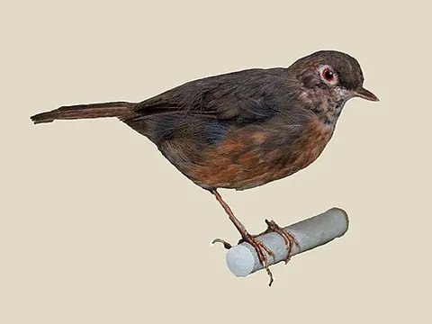spot-throat: a bird of species Modulatrix stictigula, found in Africa
