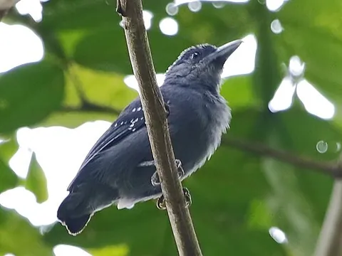 spot-winged antshrike: a passerine bird of the antbird family (Pygiptila stellaris, syn Thamnophilus stellaris)