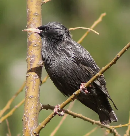 spotless starling: sturnus unicolor, a passerine bird in the starling family Sturnidae