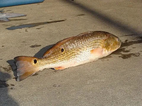 spottail bass: the red drum, Sciaenops ocellatus, a marine fish with a dark spot near the tail