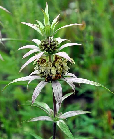 spotted bee balm: monarda punctata, found in Quebec, Ontario, eastern and south-central United States, California,...