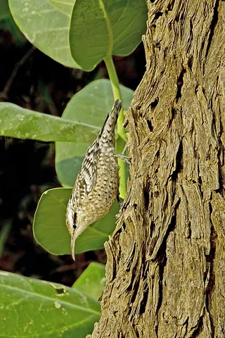 spotted creeper: any passerine bird of the genus Salpornis