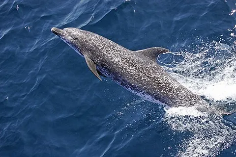 spotted dolphin: any of two species of dolphins of the genus Stenella