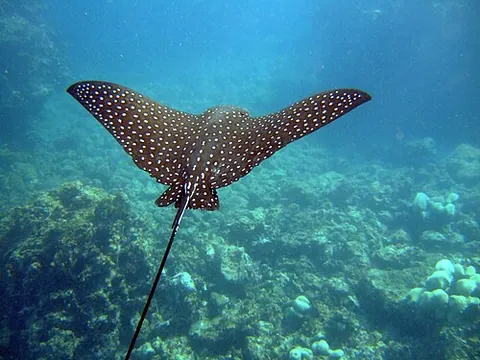 spotted eagle ray: a large ray, Aetobatus narinari, that inhabits benthic waters of the Atlantic and Pacific