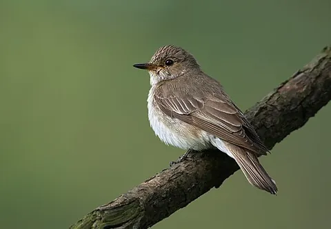 spotted flycatcher: a small passerine bird found in Europe, Asia, and Africa, Muscicapa striata