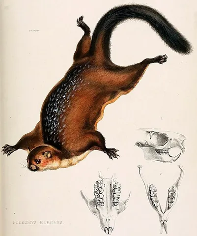 spotted giant flying squirrel: a large flying squirrel, of species Petaurista elegans, native to China