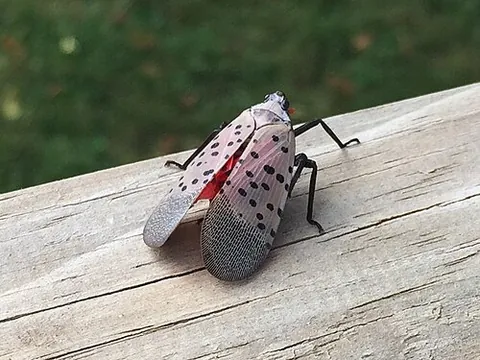 spotted lanternfly: a planthopper of species Lycorma delicatula, indigenous to parts of Southern China, Taiwan, and...