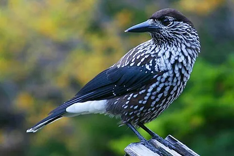 spotted nutcracker: nucifraga caryocatactes, a passerine bird slightly larger than the Eurasian jay