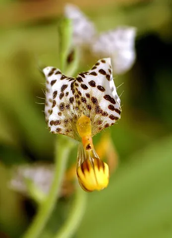 spotted ponthieva: ponthieva maculata, a species of Central American orchid