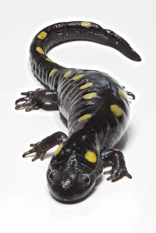 spotted salamander: a species of mole salamander, Ambystoma maculatum, endemic to the eastern US and Canada