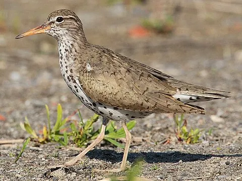 spotted sandpiper: actitis macularius, a small wading bird