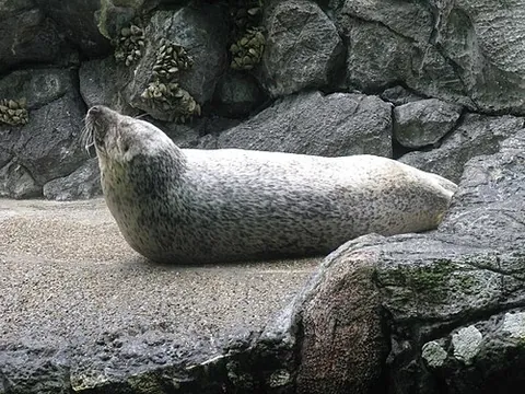 spotted seal: a kind of true seal, Phoca largha, inhabiting ice floes and waters of the north Pacific Ocean and...