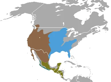 spotted skunk: any animal of the genus Spilogale, native to North and Central America