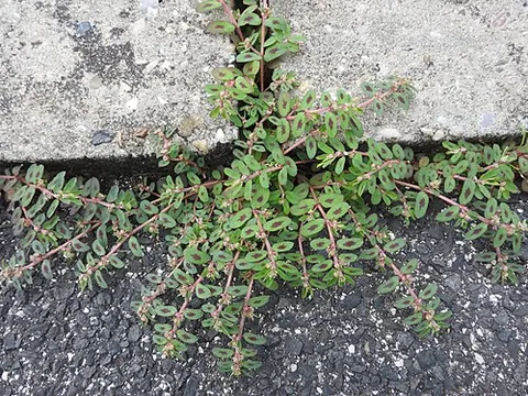 spotted spurge: a prostrate, annual spurge, native to North America and an invasive species throughout the rest of...