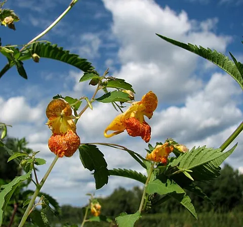 spotted touch-me-not: a plant of the species Impatiens capensis, native to North America, naturalized elsewhere