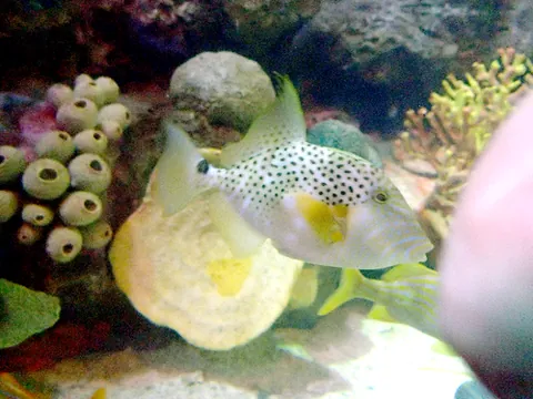 spotted triggerfish: a species of triggerfish, Balistes punctatus