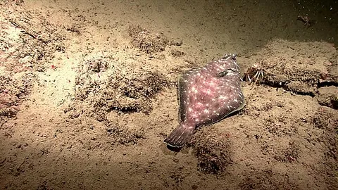 spotted turbot: pleuronichthys ritteri, a species of flatfish found off the coast of the Californias