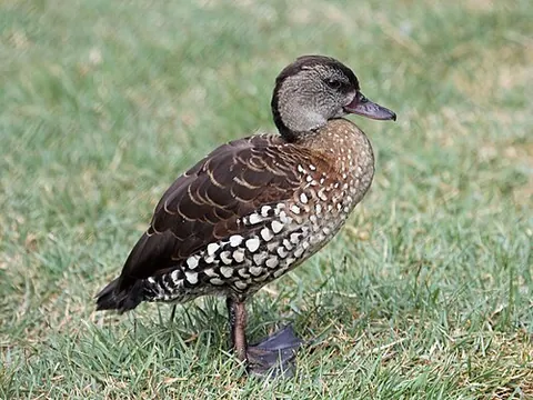 spotted whistling duck: a species of whistling duck, Dendrocygna guttata (family Anatidae), of the Philippines, Indonesia,...