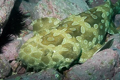 spotted wobbegong: a large wobbegong of the species Orectolobus maculatus, endemic to Australia, typically growing...