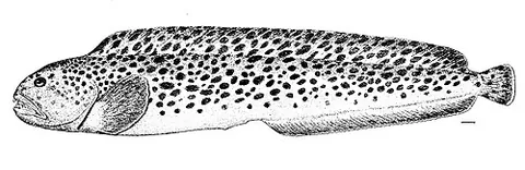 spotted wolffish: a North Atlantic species of wolffish, Anarhichas minor